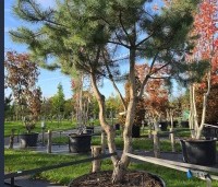 Pinus sylvestris - Grove den - 5