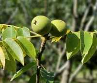 Juglans regia 'Buccaneer' - Walnoot - 3