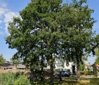 Quercus cerris - Moseik - 9