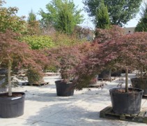 Acer palmatum Garnet