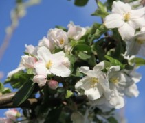 Malus domestica 'Idared'