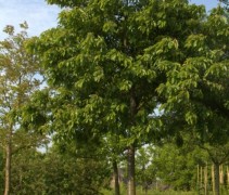 Prunus avium