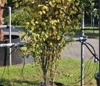 Amelanchier alnifolia 'Obelisk' - Krentenboompje 'Obelisk' - 1