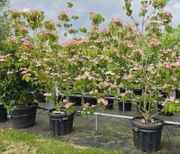 Cornus kousa 'Rosy Teacups' - Japanse grootbloemige kornoelje 'Rosy Teacups' - 6