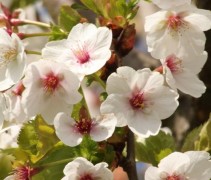 Prunus 'Umineko' bloesem