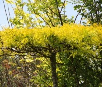 Valse Christusdoorn 'Sunburst', dakvorm met "lichtgevend" bladerendek