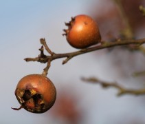 vrucht Mespilus germanica 
