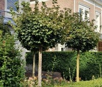 Acer platanoides 'Globosum' - Bol esdoorn 'Globosum' - 1