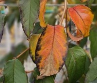 Stewartia rostrata - Schijncamelia - 3