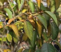 Stewartia rostrata - Schijncamelia - 1