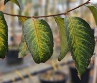 Stewartia rostrata - Schijncamelia - 5