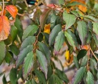 Stewartia rostrata - Schijncamelia - 4