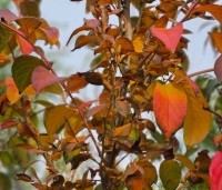 Stewartia rostrata - Schijncamelia - 2