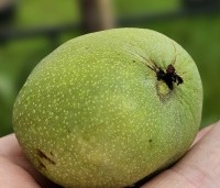 Juglans regia 'Broadview'  - Walnoot 'Broadview' - grote walnoten