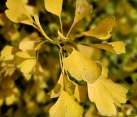 Ginkgo biloba 'Eiffel' - Japanse Notenboom 'Eiffel', struik - 5