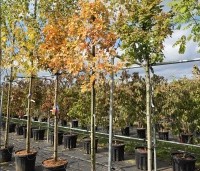 Acer rubrum 'October Glory' - Amerikaanse esdoorn - 8
