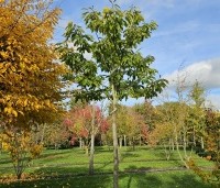 Castanea sativa 'Lyon' - Castanea sativa 'Lyon' - 1