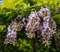 Wisteria sinensis 'Prolific' - Blauwe Regen - 2
