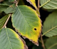 Zelkova serrata - Japanse Zelkova - 1