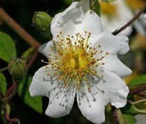 Rosa Arvensis