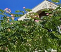 Albizia julibrissin - Perzische slaapboom - 5