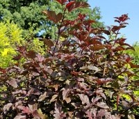 Physocarpus opulifolius 'Lady In Red' - Blaasspiraea 'Lady In Red' - 2