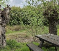 Salix alba - Schietwilg - 3