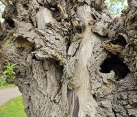Salix alba - Schietwilg - 1