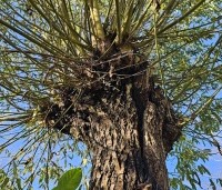 Salix alba - Schietwilg - 4
