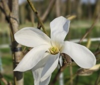 Magnolia 'Wada's Memory' - Magnolia 'Wada's Memory' - 4