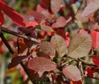 Cotinus dummeri Grace - Pruikenboom - 1