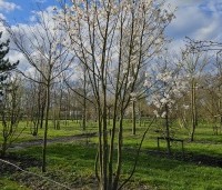 Magnolia loebneri 'Merrill' - Beverboom - 1