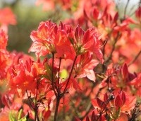 Rhododendron 'Koster's Brilliant Red' - Azalea 'Koster's Brilliant Red' - 1