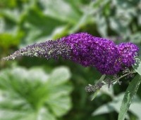 Buddleja davidii 'Black Knight' - Vlinderstruik 'Black Knight' - 5