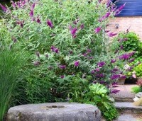 Buddleja davidii 'Black Knight' - Vlinderstruik 'Black Knight' - 6