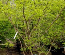 Euonymus alatus solitair