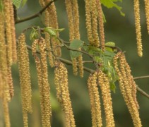 Ostrya carpinifolia bloesem