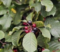 Frangula alnus - Vuilboom - 3