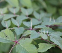 Aralia Elata bladeren