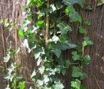 Hedera Hibernica