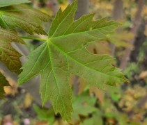 Acer saccharinum