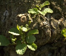 Alnus glutinosa, oude stam