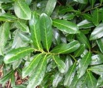 Laurierkers 'Caucasica' toppen