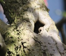 Malus oude stam