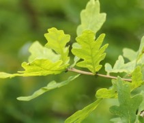 Quercus Robur