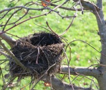 Vogelnest in gemengde haag