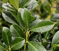 Prunus laurocerasus 'Bonaparte' - compact groeiende haaglaurier met gekleurde uitloop van het jonge blad. - 1