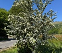 Crataegus monogyna - Eenstijlige meidoorn - 4