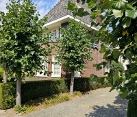 Tilia x europaea 'Euchlora' - Linde - 5