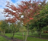 Zelkova serrata - Japanse Zelkova - 1